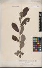 Foto von Salix cinerea L.